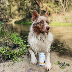 Lab-V Urinary Dog, Glucosamin, Harnwegsinfektion