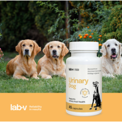 Lab-V Urinary Dog, Glucosamin, Harnwegsinfektion